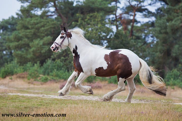 Equine Horse Photography - Silver Emotion